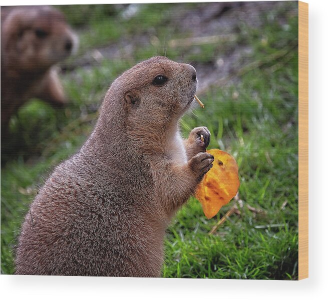 Prairie Dog Wood Print featuring the photograph Prairie Dog Snack Time by Catherine Reading