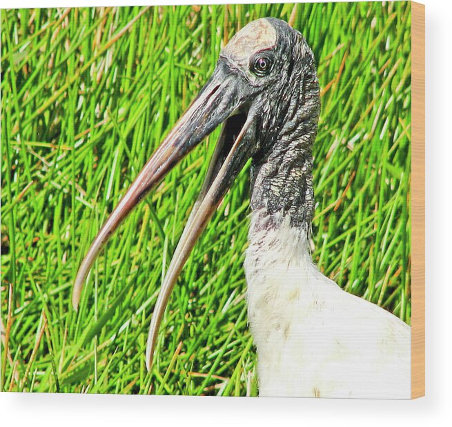  Bird Everglades Wood Print featuring the photograph Pretty Bird by Neil Pankler
