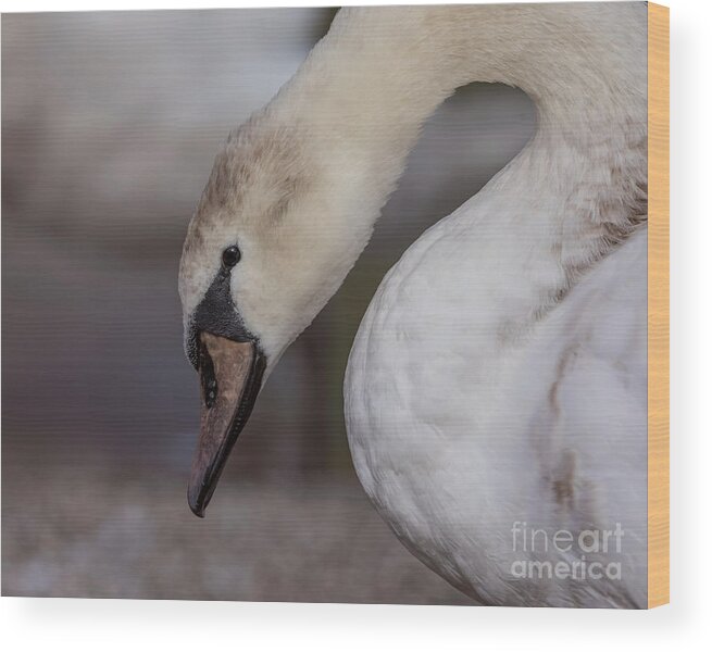 Photography Wood Print featuring the photograph Pretty Cygnet by Alma Danison
