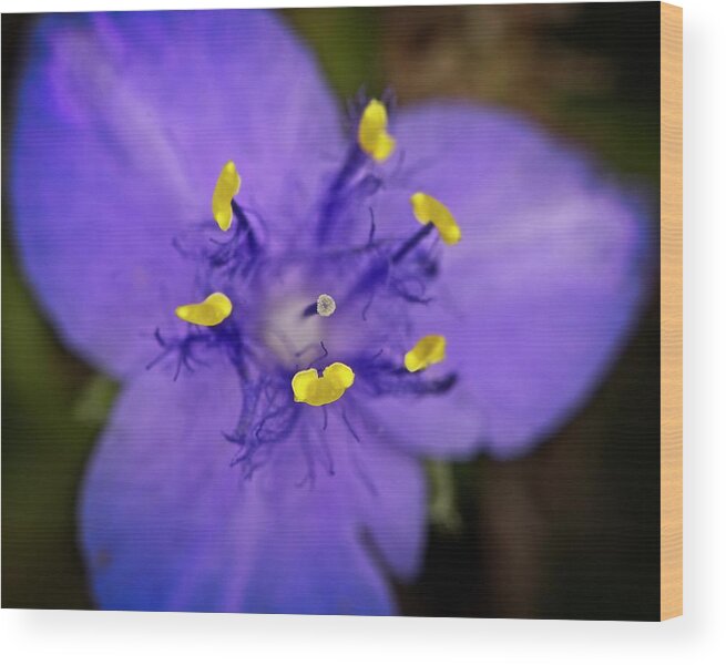Nature Wood Print featuring the photograph Purple Majesty by John Benedict