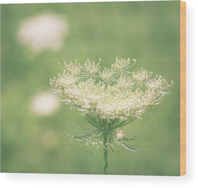 Queen Anne's Lace Wood Print featuring the photograph Queen Anne's Lace by Lori Rowland