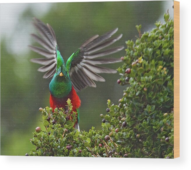 Animal Themes Wood Print featuring the photograph Quetzal Taking Flight by Photograph Taken By Nicholas James Mccollum