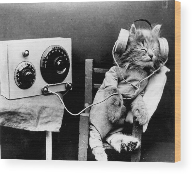 Pets Wood Print featuring the photograph Radio Cat by Monty Fresco