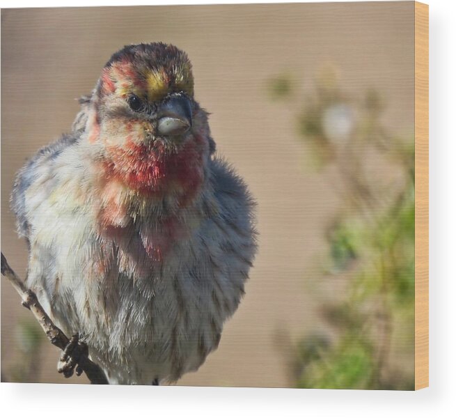 Arizona Wood Print featuring the photograph Rare Multicolored Male House Finch by Judy Kennedy