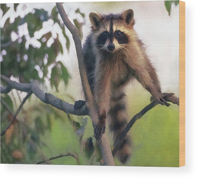 Raccoon Wood Print featuring the photograph Recon Raccoon by Art Cole