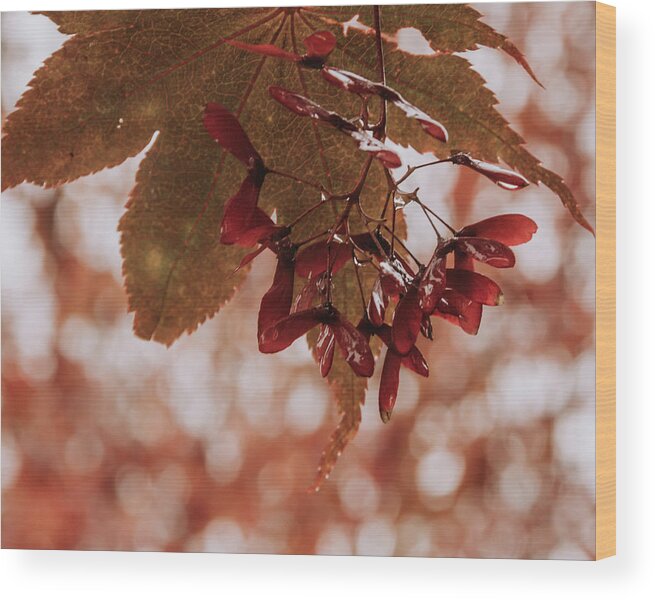 Red Maple Leaf And Seed Pods Wood Print featuring the photograph Red Maple Leaf and Seed Pods by Debra Martz