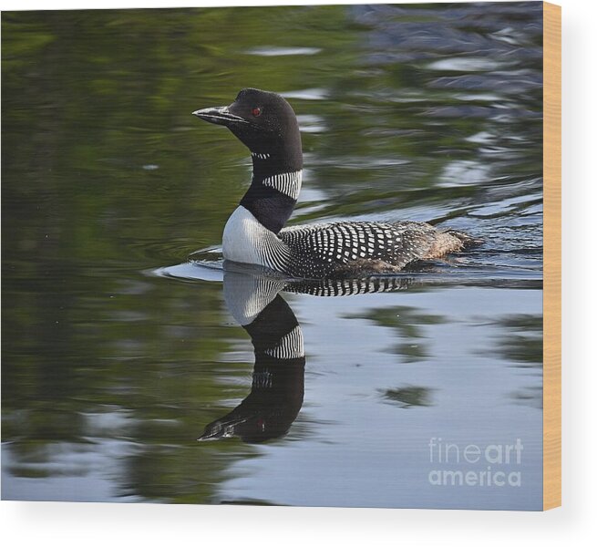 Reflection Wood Print featuring the photograph Reflecting Loon by Steve Brown