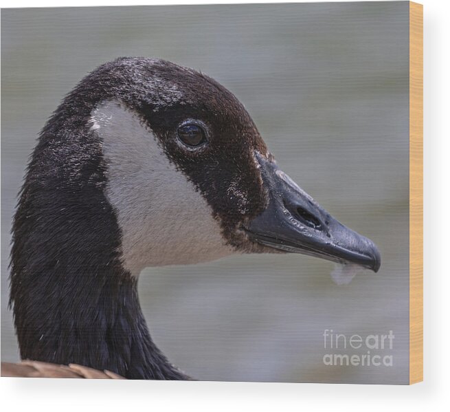 Photography Wood Print featuring the photograph Reflection in its Eyes by Alma Danison