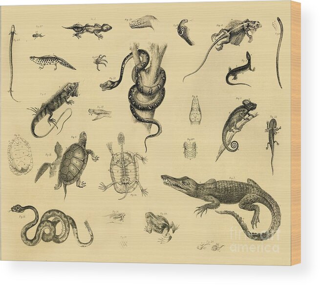 Engraving Wood Print featuring the drawing Reptiles by Print Collector