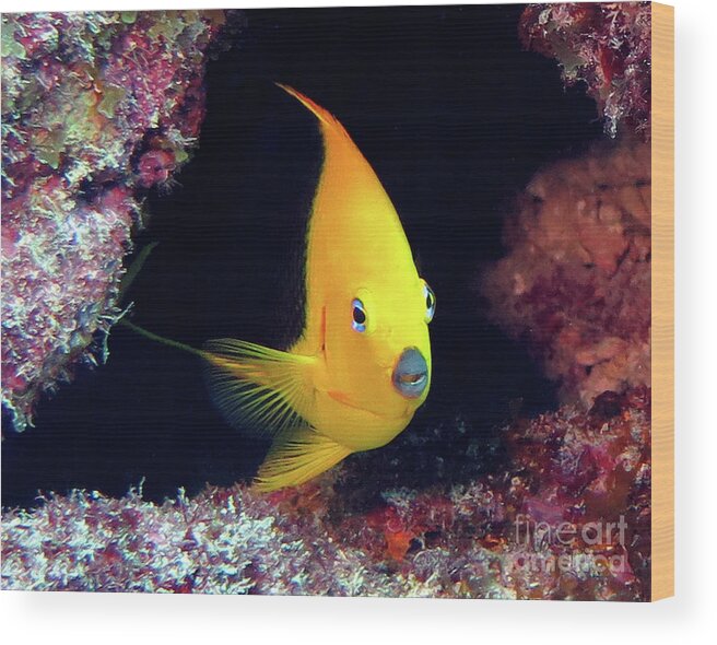 Underwater Wood Print featuring the photograph Rock Beauty 22 by Daryl Duda