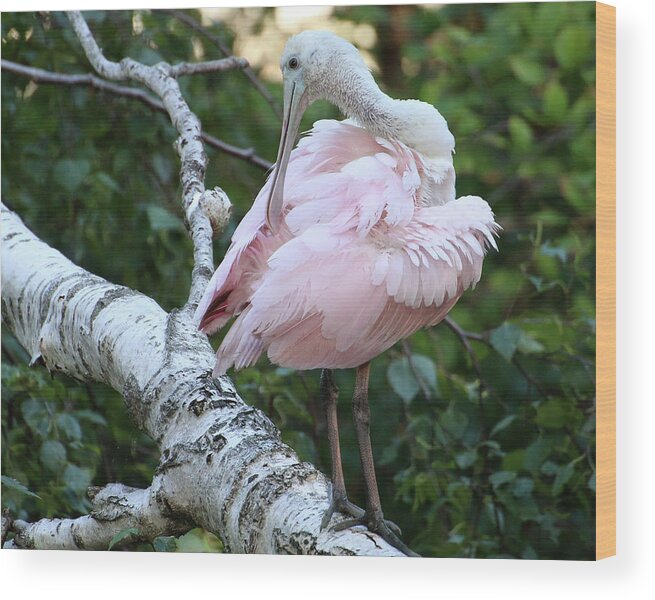 Wildlife Wood Print featuring the photograph Roseate Spoonbill 14 by William Selander