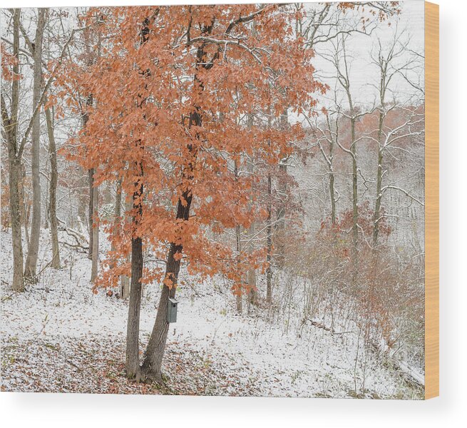 Trees Wood Print featuring the photograph Rust Leaves and Snow by Tamara Becker