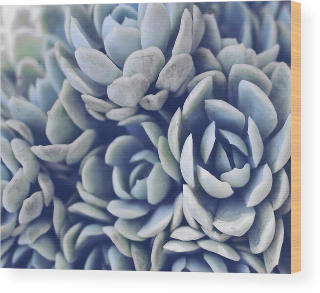Succulent Wood Print featuring the photograph Sagey Succulents by Lupen Grainne