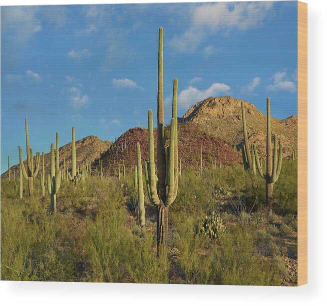 00557654 Wood Print featuring the photograph Saguaro, Tucson Mts, Saguaro National Park, Arizona by Tim Fitzharris