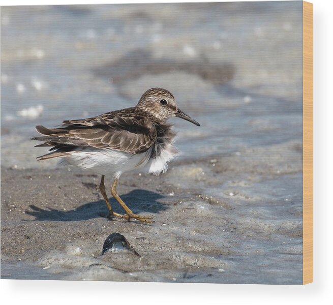 Sandpiper Wood Print featuring the photograph Sandpiper at Tidal Pool by William Selander