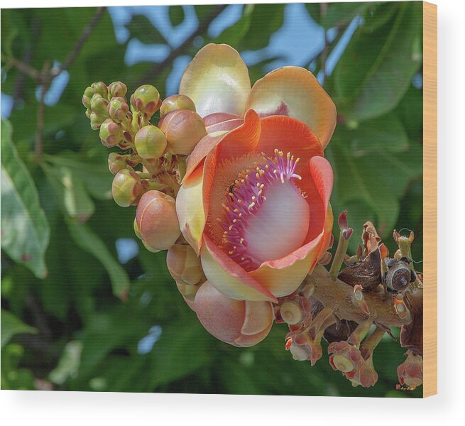 Nature Wood Print featuring the photograph Sara Tree or Cannonball Tree Flower and Buds DTHN0264 by Gerry Gantt