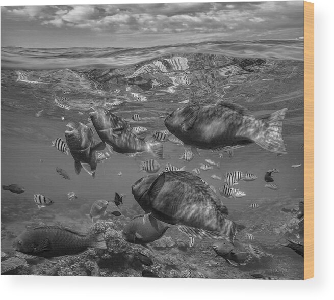 Disk1215 Wood Print featuring the photograph Schooling Fish Philippines by Tim Fitzharris