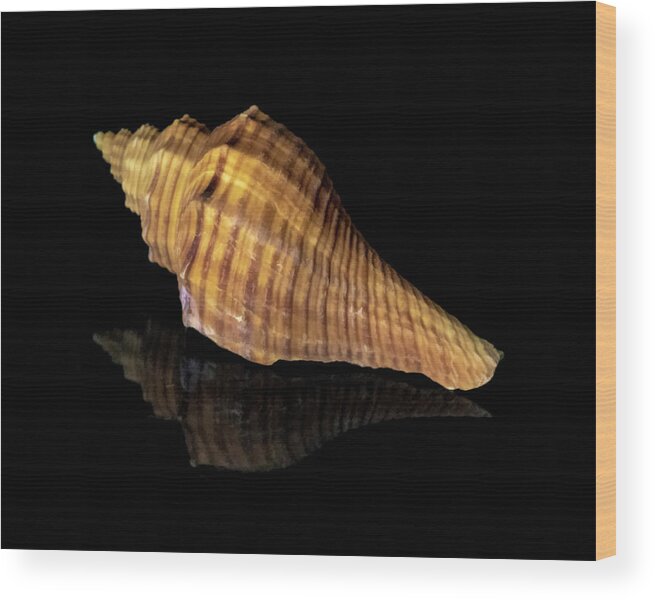 Shell Wood Print featuring the photograph Sea Shell by Cathy Kovarik