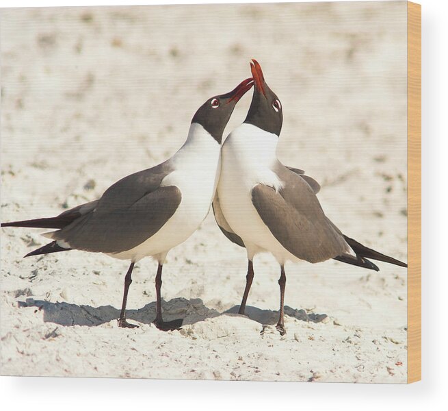 Laughing Gull Wood Print featuring the photograph Seagull Love by Jane Axman