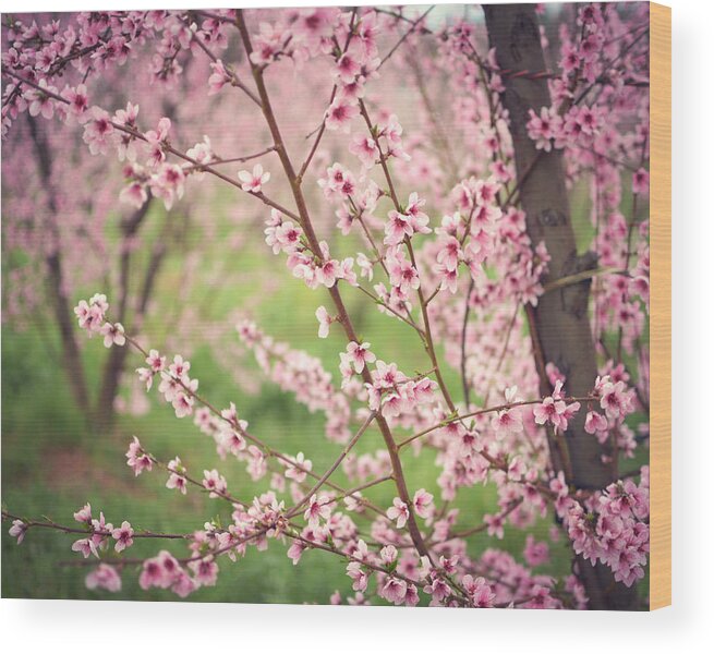 Plum Blossoms Wood Print featuring the photograph Secret Garden by Lupen Grainne