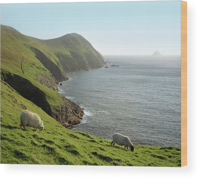 Scenics Wood Print featuring the photograph Sheep Grazing On Rural Hillside by Henglein And Steets