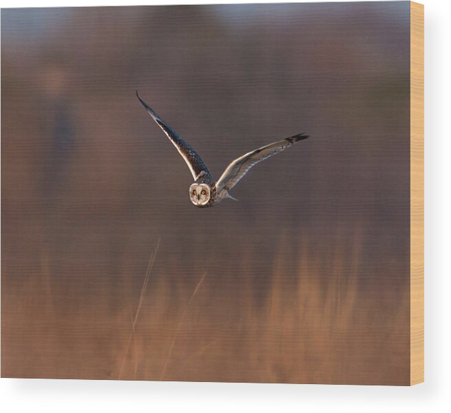 Animal Themes Wood Print featuring the photograph Short-eared Owl by Photo By Dcdavis