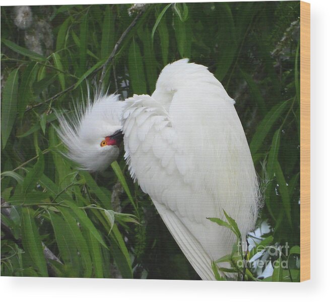 Egret Wood Print featuring the photograph Shy Egret by Scott Cameron