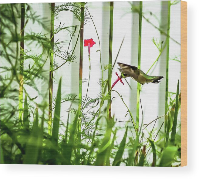 Birds Wood Print featuring the digital art Sipping from deep in the Red Cypress by Ed Stines