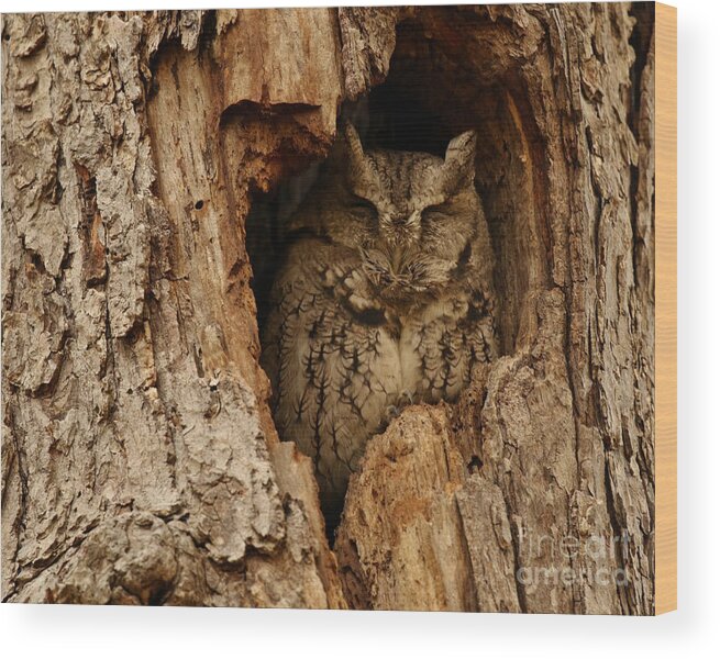  Wood Print featuring the photograph Sleep Screech Owl by Heather King