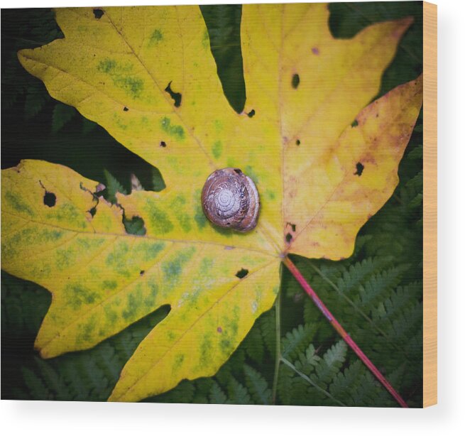 One Animal Wood Print featuring the photograph Snail On A Yellow Leaf On The Forest by Chris Parsons