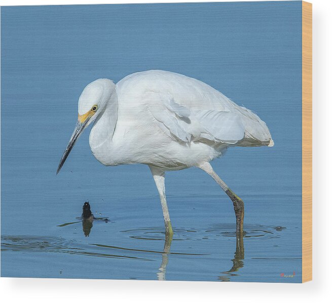Nature Wood Print featuring the photograph Snowy Egret DMSB0180 by Gerry Gantt