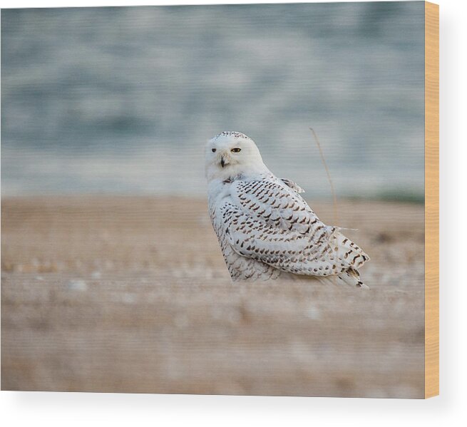Owl Wood Print featuring the photograph Snowy Owl 5872 by Cathy Kovarik