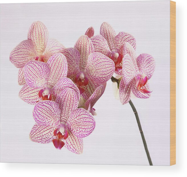 Natural Pattern Wood Print featuring the photograph Spray Of Patterned Orchid Flowers by Rosemary Calvert