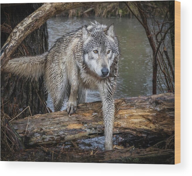 Wolf Wolves Wood Print featuring the photograph Stepping OVer by Laura Hedien