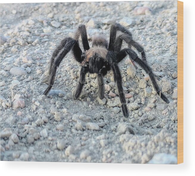 Nature Wood Print featuring the photograph Tarantula by Misty Morehead