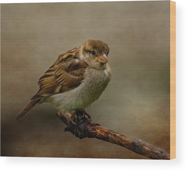 Bird Wood Print featuring the photograph The Fledgeling by Cathy Kovarik