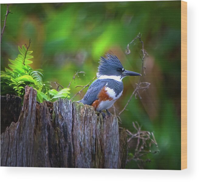 Kingfisher Wood Print featuring the photograph The Kingfisher by Mark Andrew Thomas