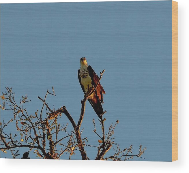 Bird Wood Print featuring the photograph The Lookout by Alida M Haslett