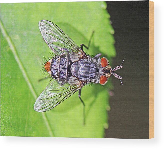 Insects;horizontal;macro;jenniferrobin.gallery Wood Print featuring the photograph Three Eyed Fly by Jennifer Robin