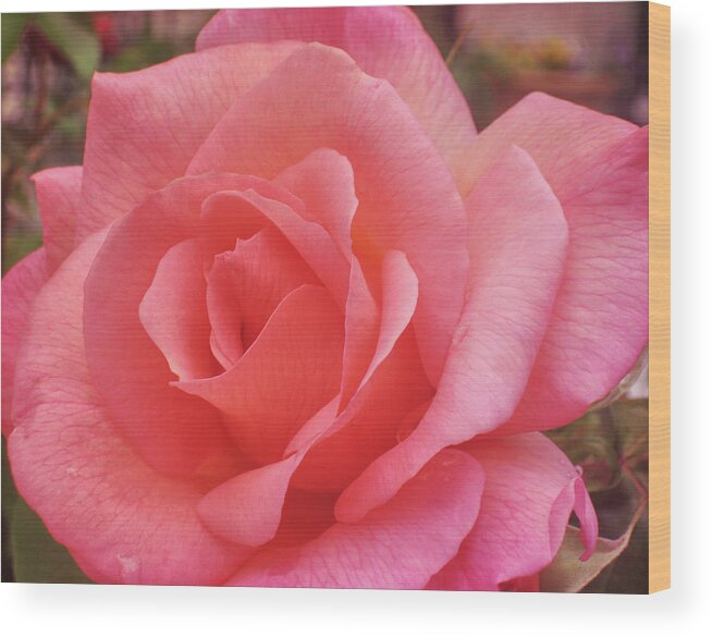 Alabaster Wood Print featuring the photograph Truly Pink by JAMART Photography