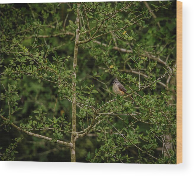 Tufted Wood Print featuring the photograph Tufted Titmouse by Judy Vincent