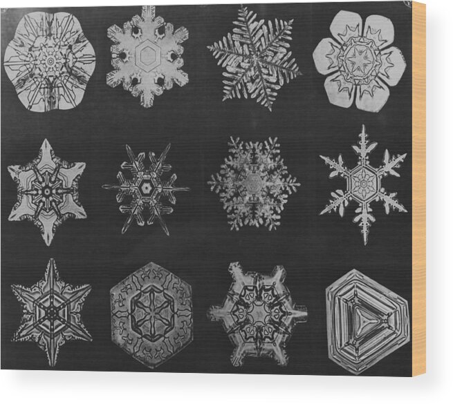 Microscope Wood Print featuring the photograph Twelve Snow Crystals by Herbert