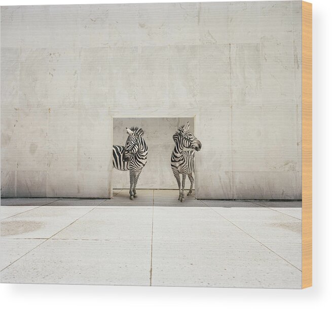 #faatoppicks Wood Print featuring the photograph Two Zebras At Doorway Of Large White by Matthias Clamer