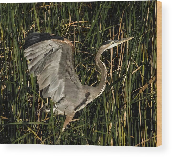 Bird Wood Print featuring the photograph Uplifting by Ray Silva