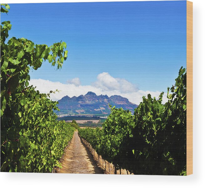 Stellenbosch Wood Print featuring the photograph Vineyards In Stallenbosch by Izusek