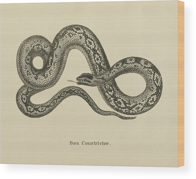 Animals Wood Print featuring the painting Vintage Boa Constrictor Crop by Wild Apple Portfolio