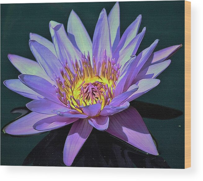 Nature Wood Print featuring the photograph Waterlily on the Lake by Bruce Bley