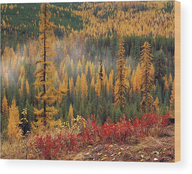 Washington Wood Print featuring the photograph Western Larch Forest Autumn by Leland D Howard