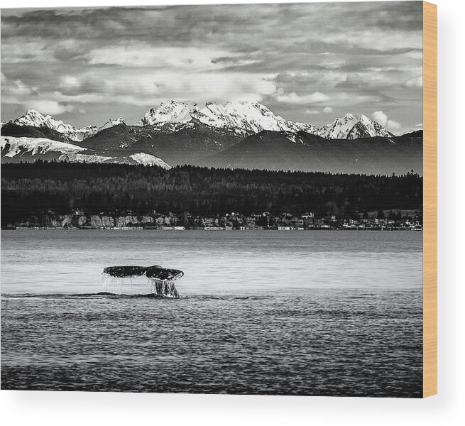 Gray Whale Wood Print featuring the digital art Whale Tail by Ken Taylor
