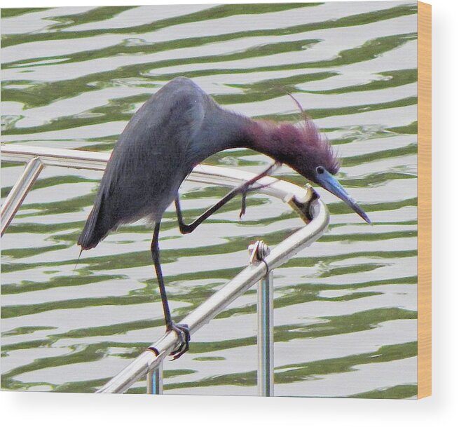 Birds Wood Print featuring the photograph Where's My Fish? by Karen Stansberry